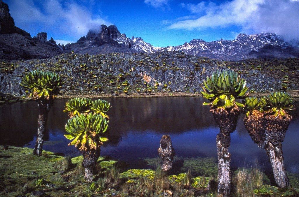 Giant groundsels grow beside a high-altitude tarn with the rocky peaks of Mount Kenya rising in the background.