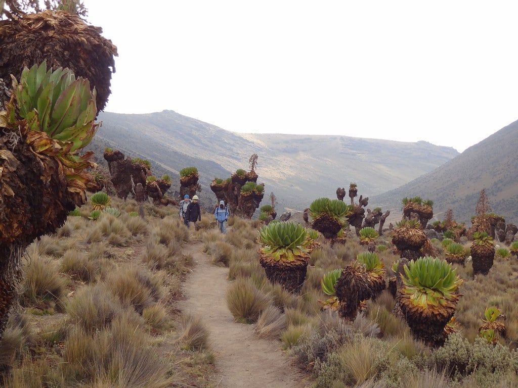 Hikers walk along a trail lined with giant lobelia plants in the afro-alpine moorland of Mount Kenya.