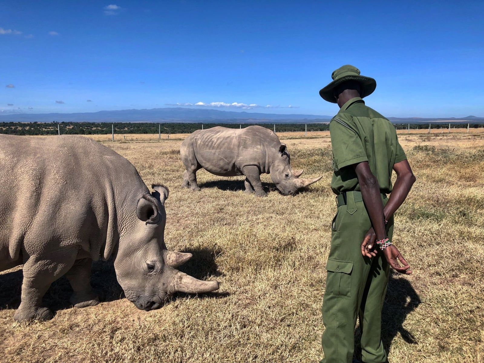 A wildlife ranger stands guard over white rhinos grazing at Ol Pejeta Conservancy near Mount Kenya.