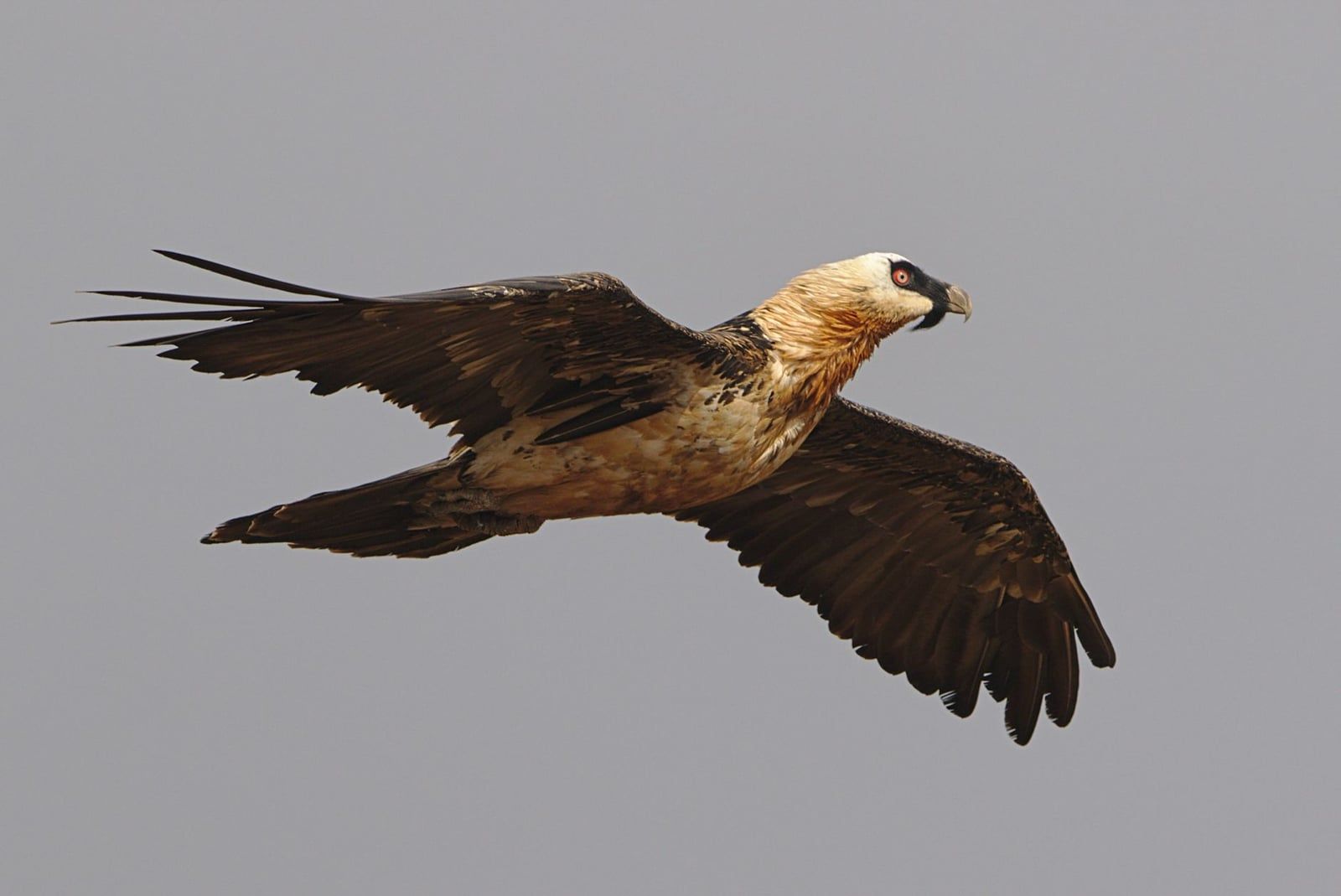A bearded vulture, or lammergeier, soaring with outstretched wings against an overcast sky.