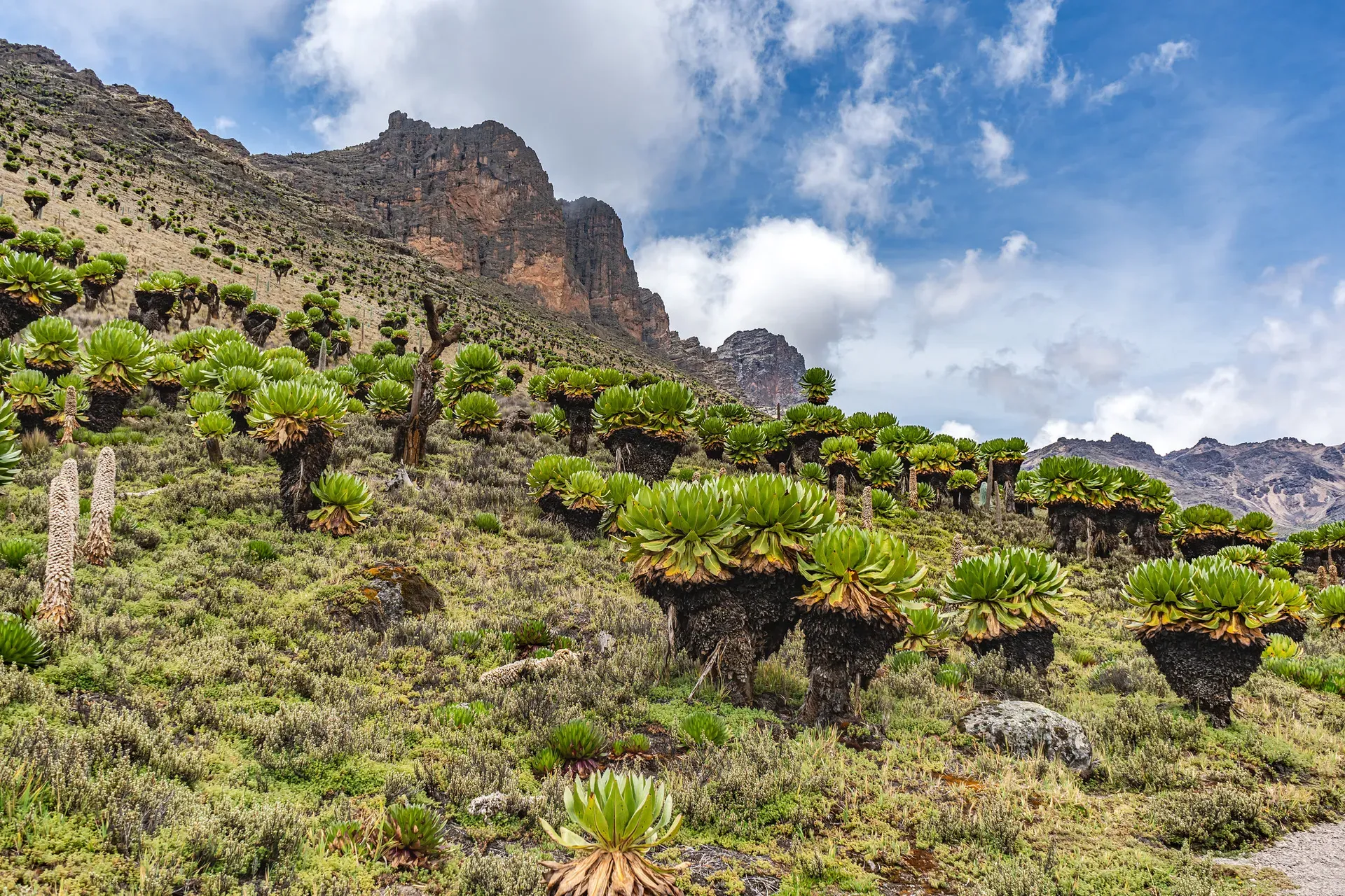 Mount Kenya