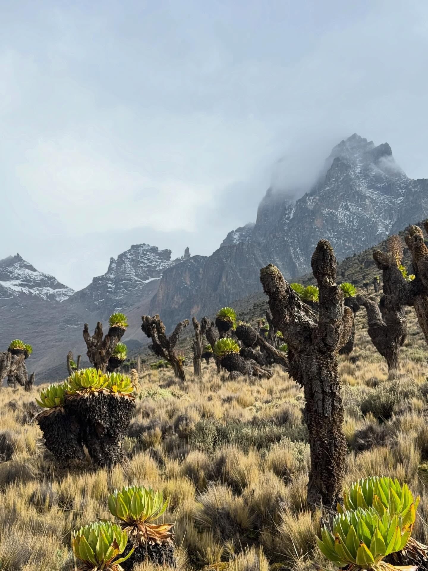 Mount Kenya view