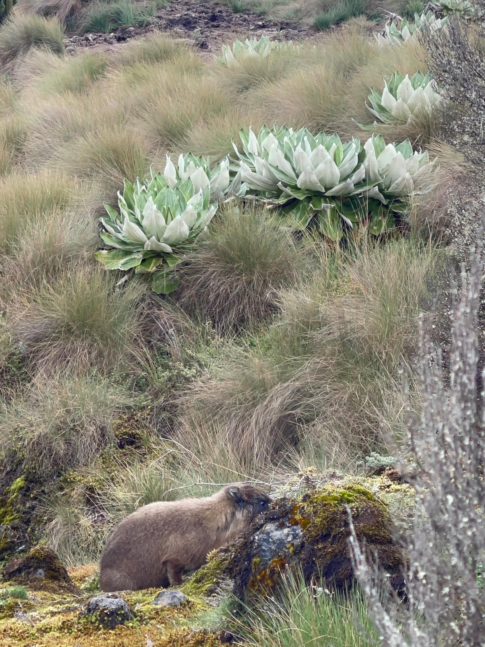 Mount Kenya tour visitor photo